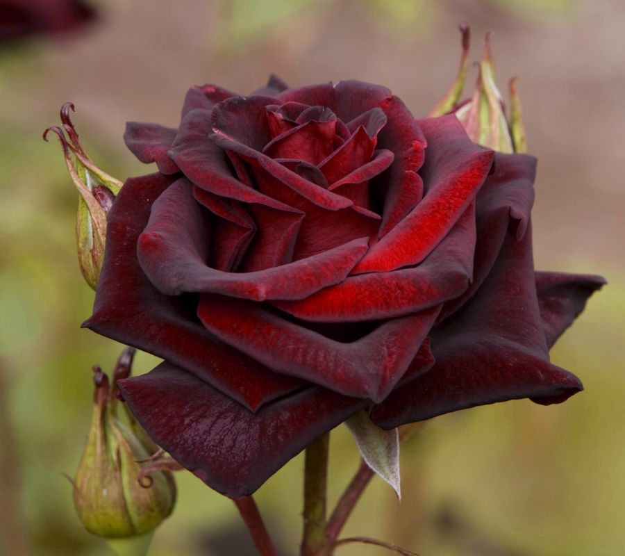 Роза чайно-гибридная Черная Магия 1 шт